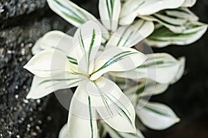 White green spiral Costus speciosus variegatus plant