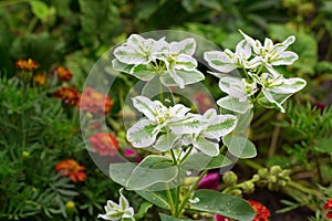 White-green spurge plant