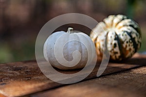 White and green thanksgiving pumpkin