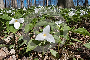 White and Green Trillium Flowers