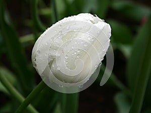 White on green. Tulip in the rain