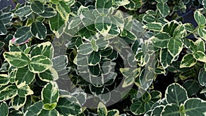 Euonymus fortunei 'Emerald Gaiety' photo