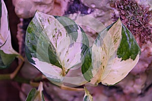 Close up of the white and green variegated leaf of Manjula pothos photo