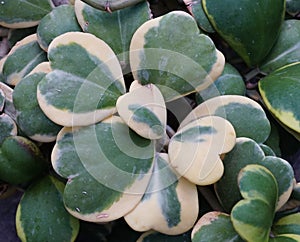 The white and green variegated leaves of Hoya Kerrii