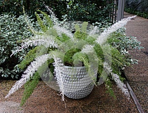 The white and green variegated long leaves of Foxtail Asparagus-Fern 'Myersii