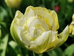 White with green veins double peony-shaped tulip among green leaves.The festival of tulips on Elagin Island in St. Petersburg