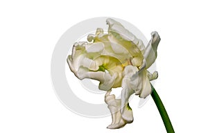 White green yellow veined bright open parrot tulip blossom with stem, macro, white background