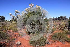 White Grevillea and spinifex