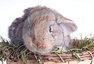 White and grey baby rabbits