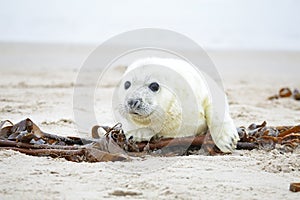 White grey baby seal looks inquisitively with big