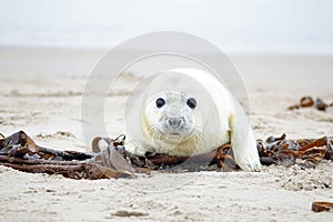 White grey baby seal looks inquisitively with big