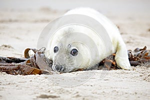 White grey baby seal looks inquisitively with big