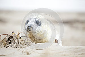 White grey baby seal looks inquisitively with big