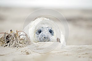 White grey baby seal looks inquisitively with big