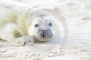 White grey baby seal looks inquisitively with big