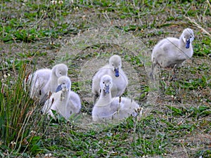 White and grey baby swans