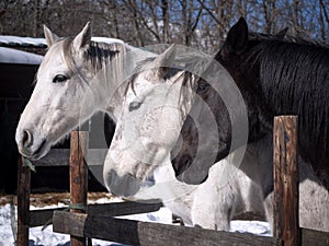 White, grey and black horses in a paddock