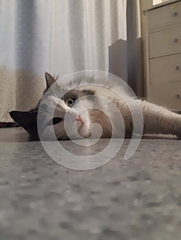 White & Grey cat on floor