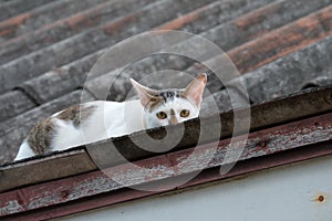 White and Grey Cat hide on The Roof