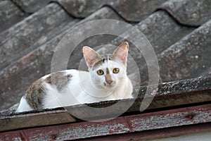 White and Grey Cat look at camera on The Roof