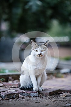 a white and grey cat sitting on a ledge with rocks
