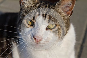 White and grey cat