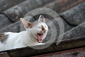 White and Grey Cat yawn on The Roof