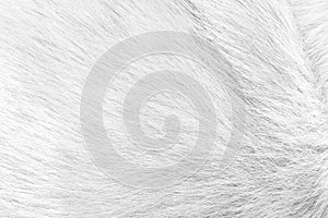 White grey dog fur smooth patterns with soft texture on background