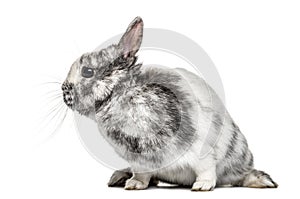 White and grey dwarf rabbit, isolated