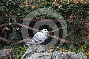 White and grey feathered pigeon sitting on a rock.