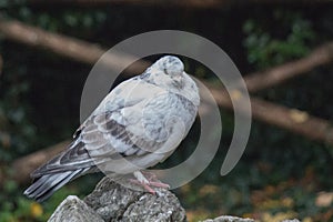 White and grey feathered pigeon sitting on a rock.