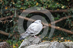 White and grey feathered pigeon sitting on a rock.