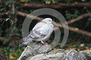 White and grey feathered pigeon sitting on a rock closed his eyes.