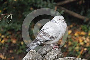 White and grey feathered ruffled up pigeon sitting on a stone.