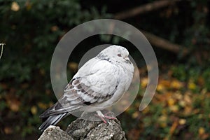 White and grey feathered ruffled up pigeon sitting on a stone.