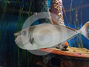 White or grey fish in aquarium with large nose and eye