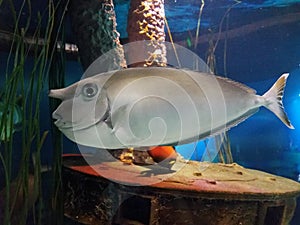 White or grey fish in aquarium with large nose and eye