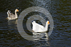 White and grey geese