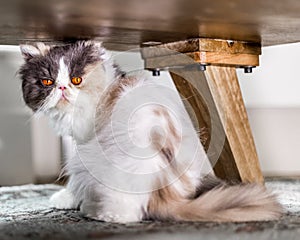 White, grey and ginger Persian cat sitting under a table looking at the camera