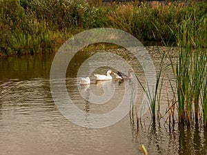 White and grey gooses with yellow beaks on pond with green grass