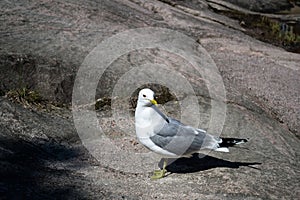 White-grey gull walking on the rock