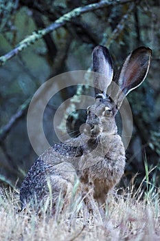 White and grey Jackrabbit on a grassy field with a few trees in the background