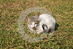 White and grey kitten lying on the grass