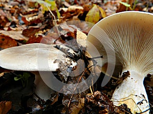 White and grey mushroom