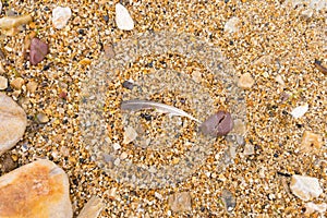 White and grey natural feather seagull on sand and pebbles background. Beach sand texture background with single feather