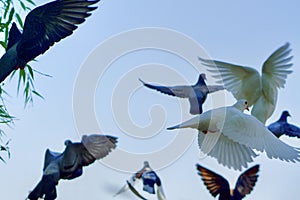 White and grey pigeons flying