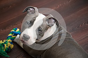 White and Grey Pitbull laying down with toy