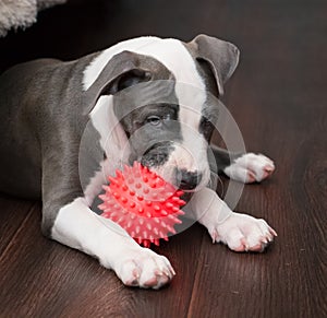 White and Grey Pitbull laying down with toy