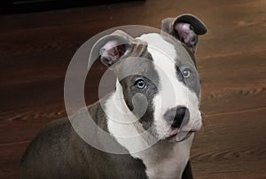 White and Grey Pitbull sitting on brown floor