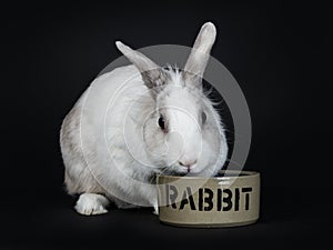 White with grey rabbit eating